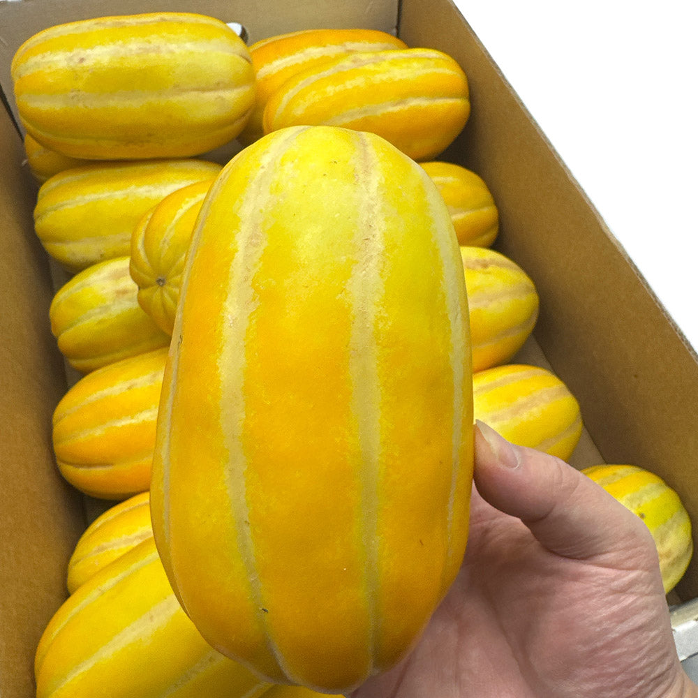 Fresh-Korean-Melon---1-Piece,-Australian-Grown-1