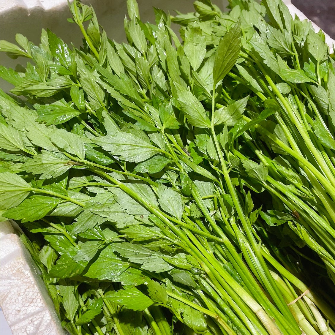 [Fresh]-Bundle-of-Water-Celery-1