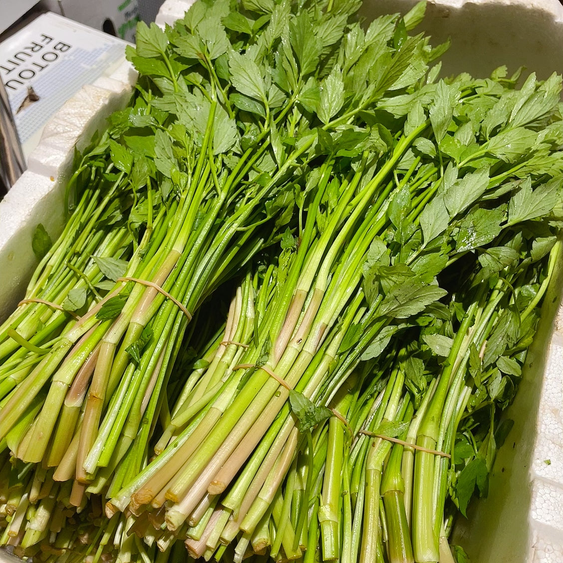 [Fresh]-Bundle-of-Water-Celery-1