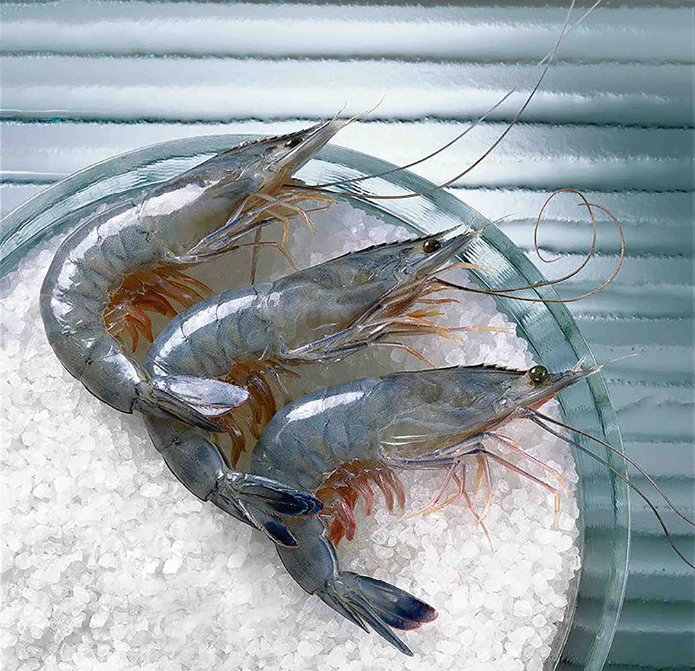 Cristal-Blue-Frozen-Paradise-Shrimp-Size-26-30-Sashimi-Grade-Gift-Box---1kg-1