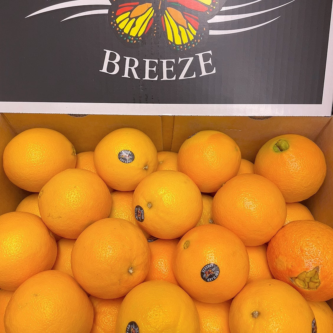 Orchard-Breeze-Local-Sweet-Oranges---3-Pieces -1