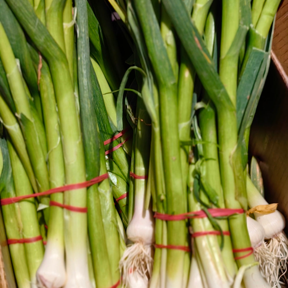 Fresh-Garlic-Leaves-(Green-Garlic)---1-Bundle-1