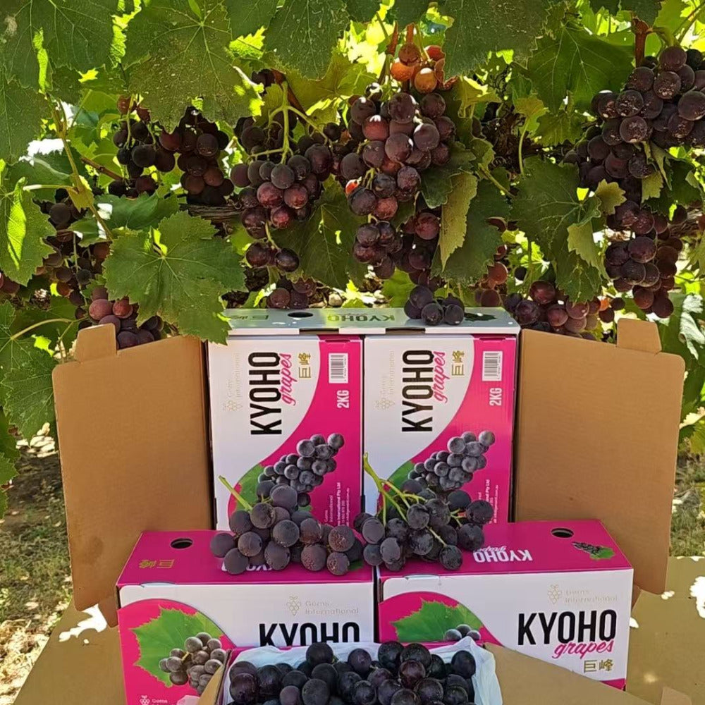 GEMS-Kyoho-Grapes-Gift-Box---Australian-Grown,-4kg-(2-Boxes-of-2kg)-1