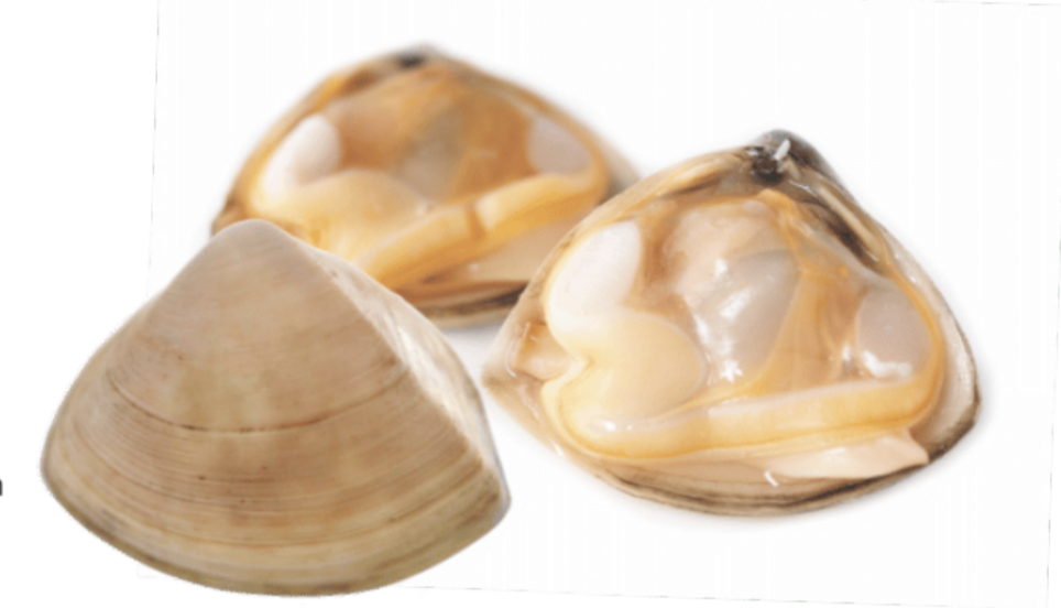Cloudy-Bay-Diamond-Shell-Clams,-Frozen,-New-Zealand-–-1kg-3