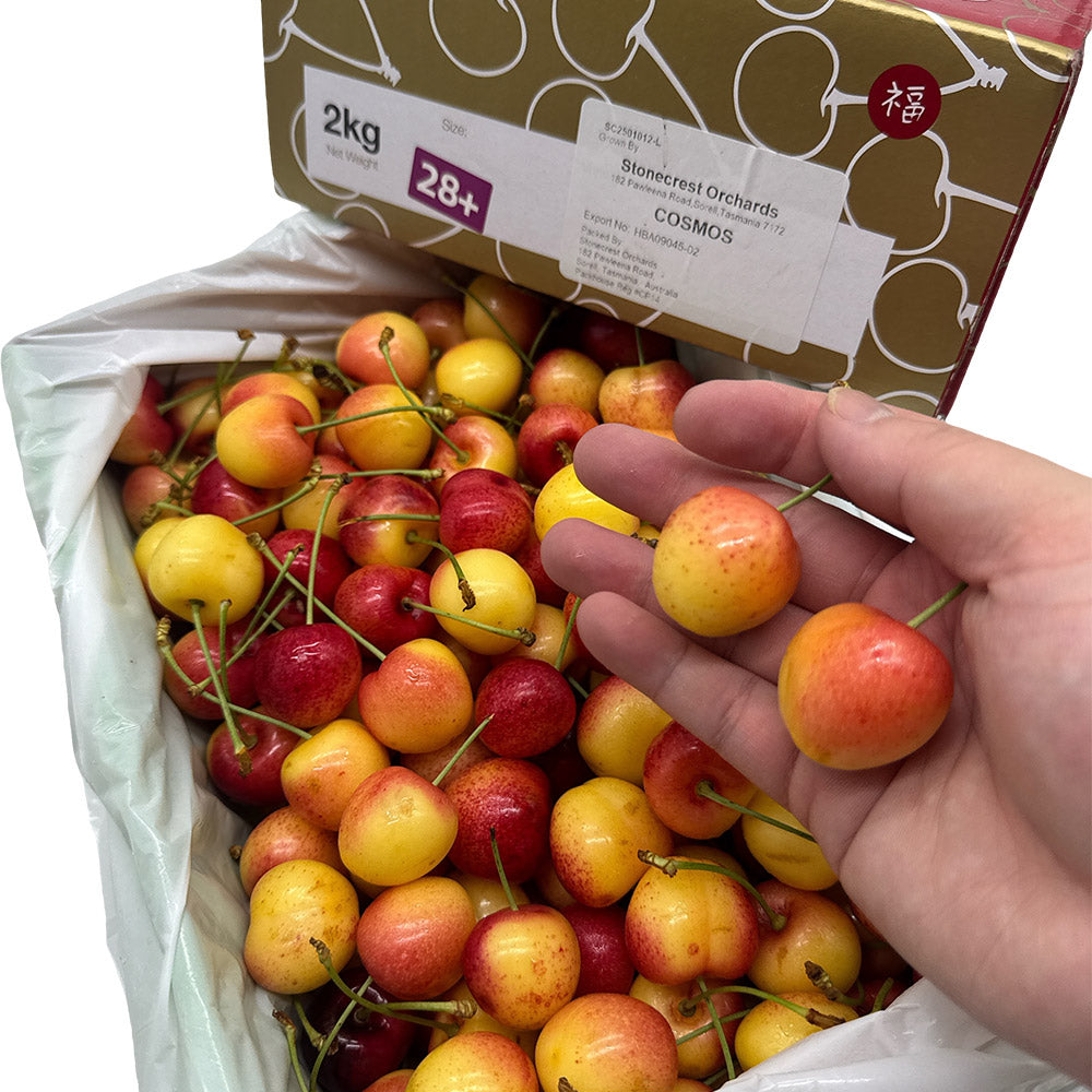 Tasmanian-White-Cherries-Gift-Box---28mm+,-2kg-1