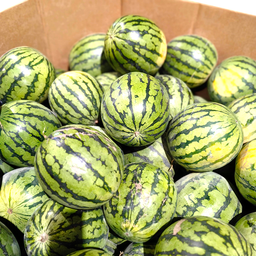 Crystal-Sugar-Watermelon---5-6kg-1