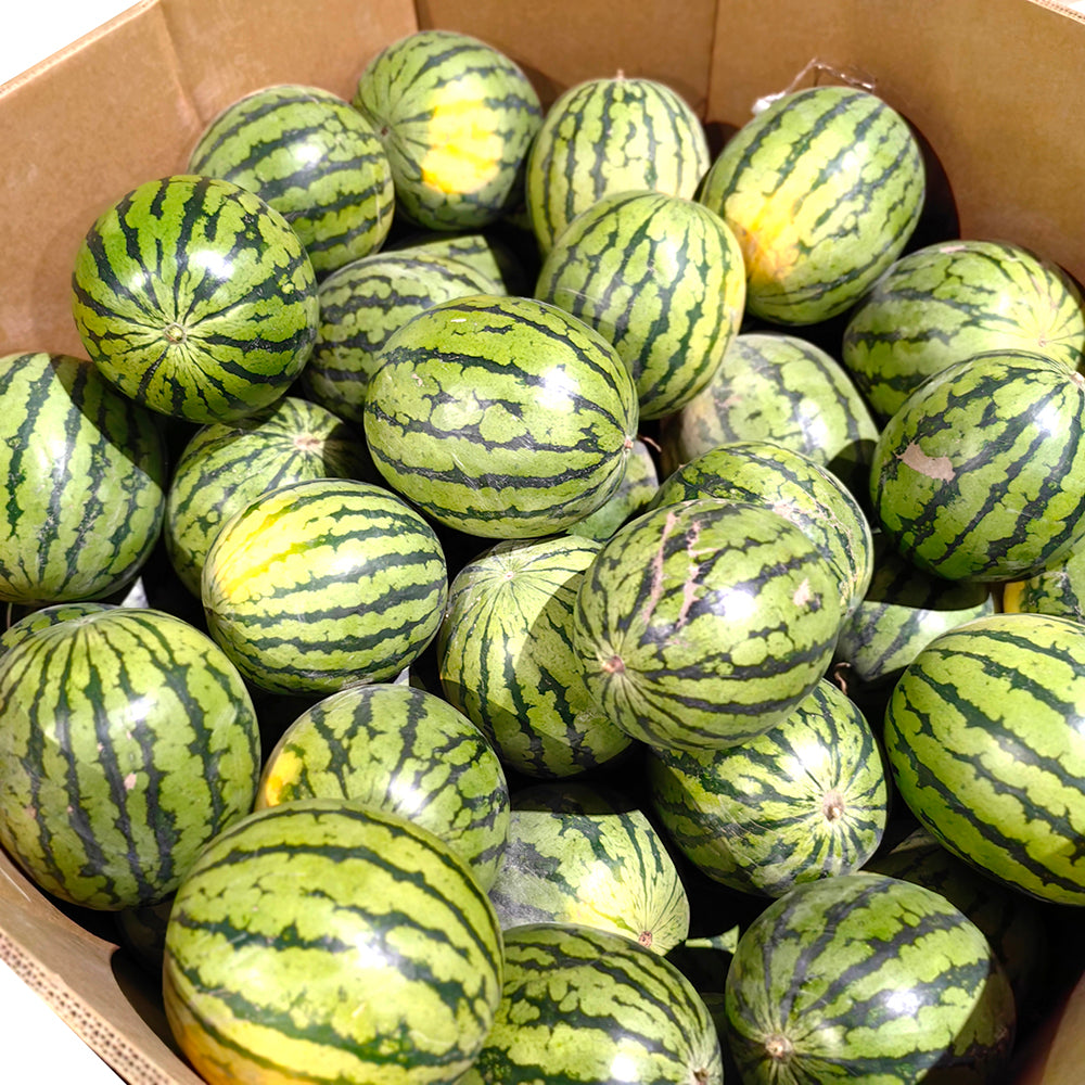 Crystal-Sugar-Watermelon---5-6kg-1