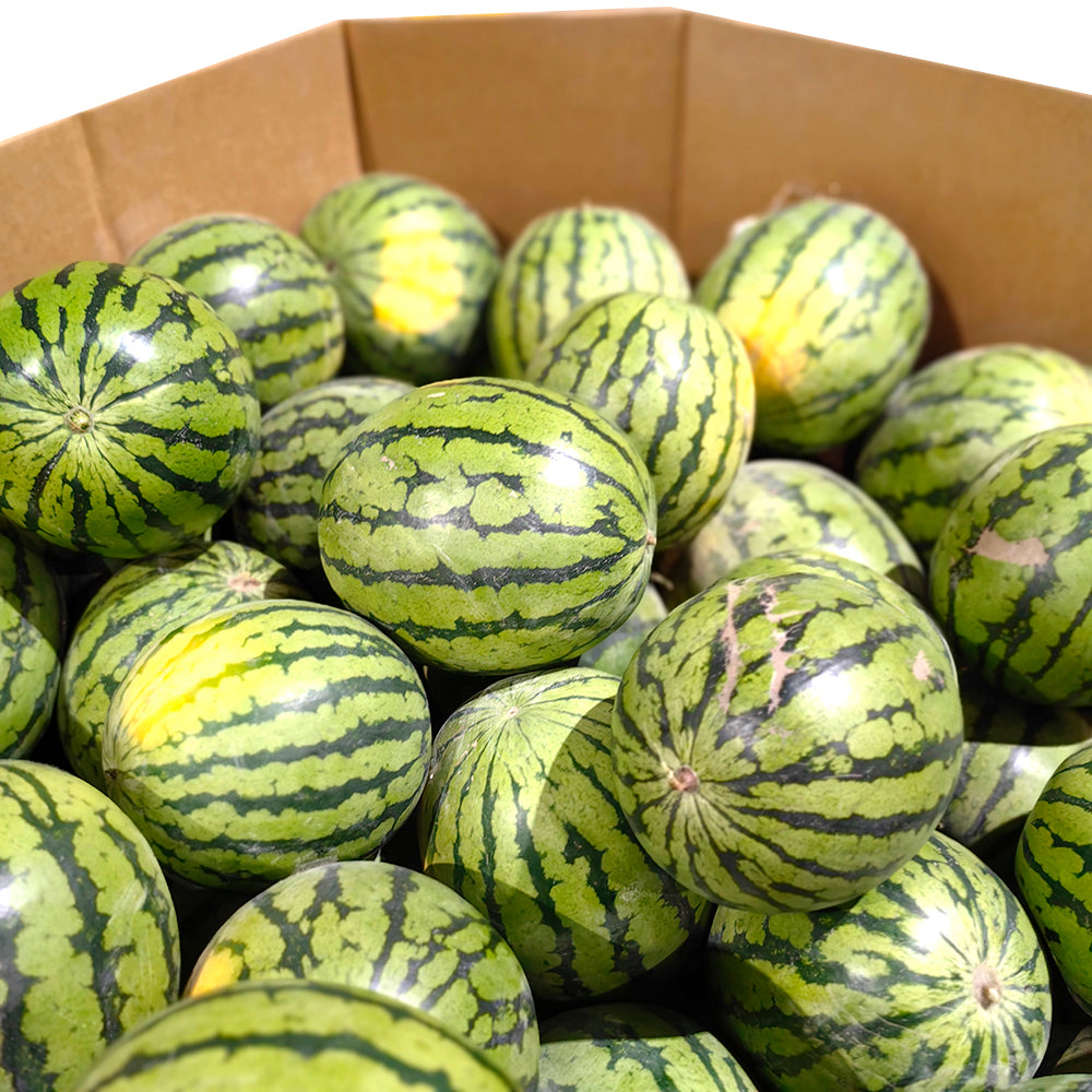 Crystal-Sugar-Watermelon---5-6kg-1