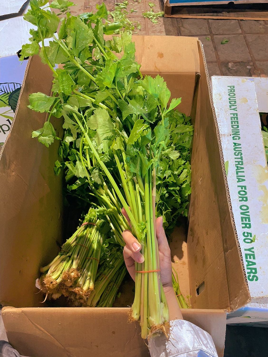 [Fresh]-Bunch-of-Chinese-Celery-1