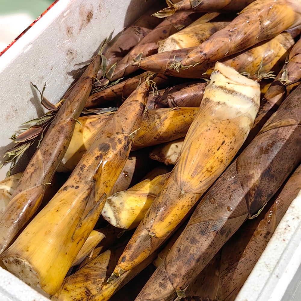 Fresh-Bamboo-Shoots---500g-1