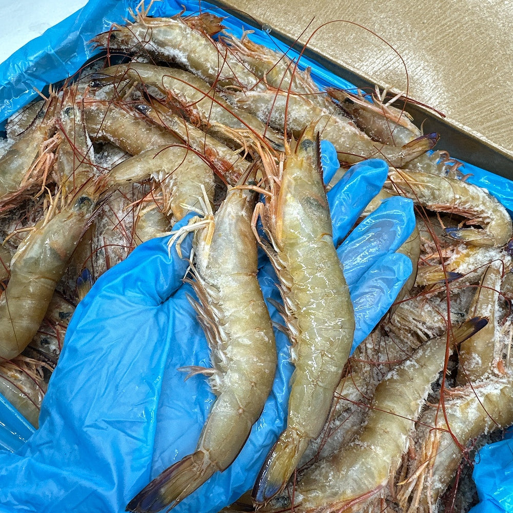 Exmouth-Wild-Caught-Prawns-(Frozen)-U10/20-–-Approx.-500g---Head-On,-Shell-On-2