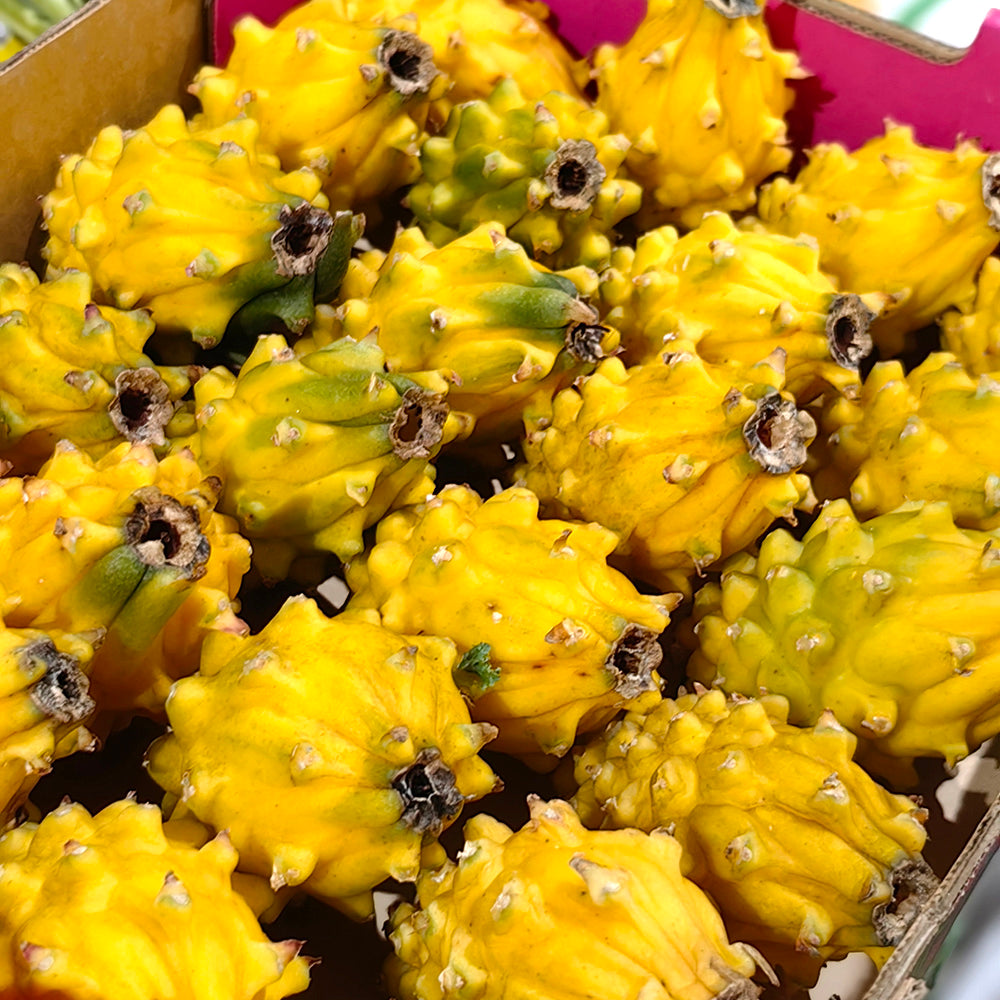 Yellow-Dragon-Fruit-(Pitaya)---Medium,-2-Pieces-1