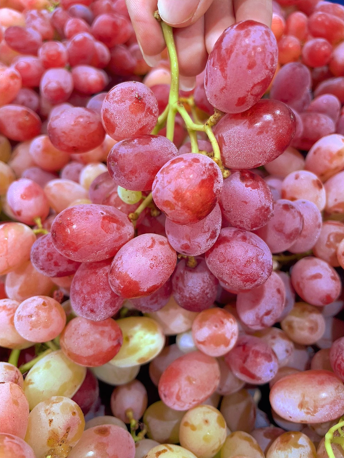 Crisp-Sweet-Red-Grapes---1kg -1