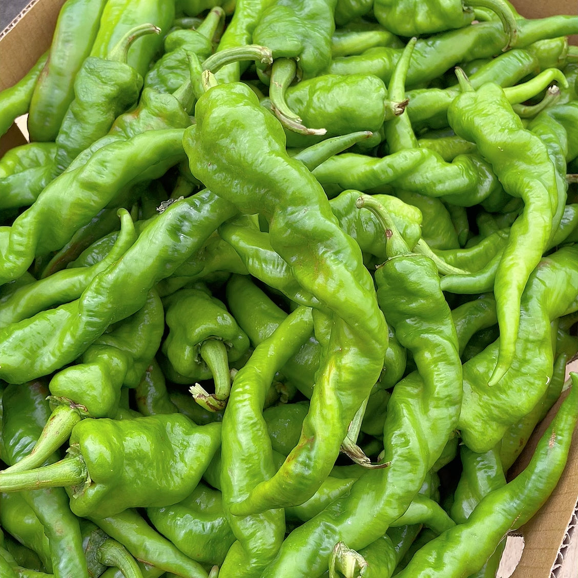 Fresh-Spiral-Peppers---500g -1