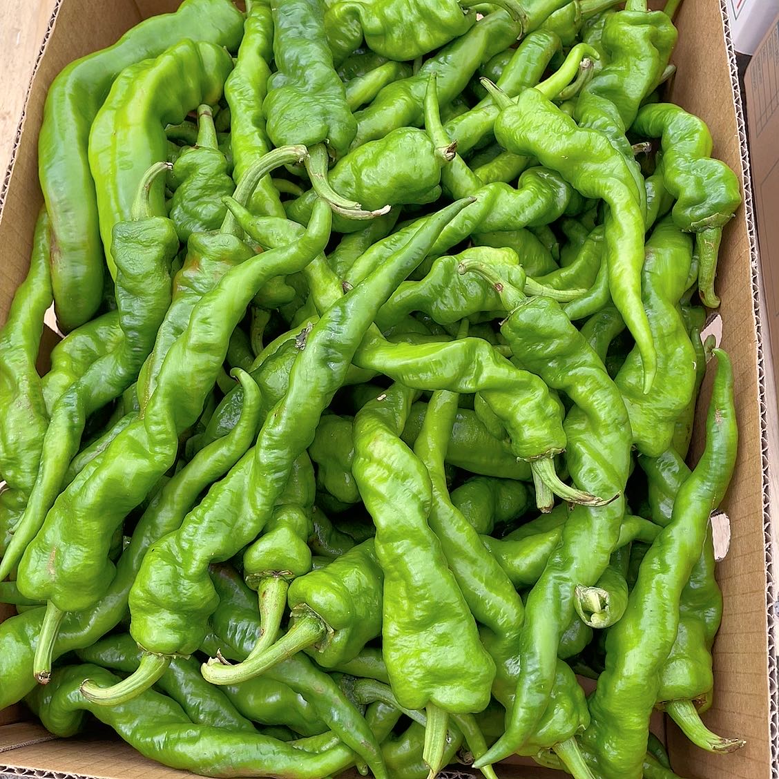 Fresh-Spiral-Peppers---500g -1