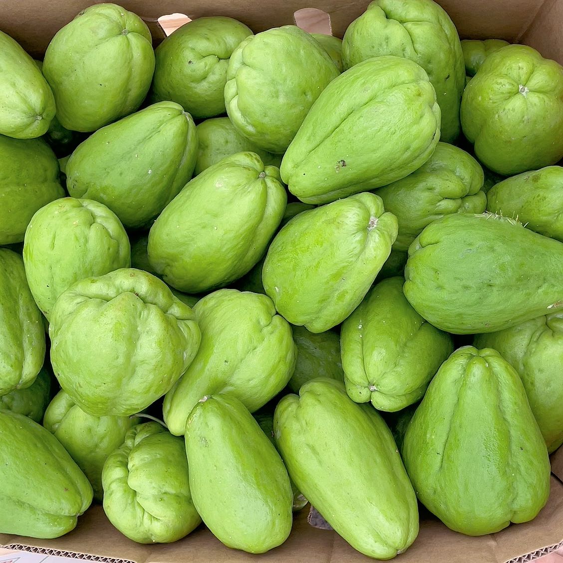 Chayote---1kg -1