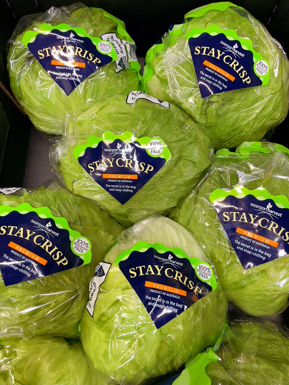 Swanport-Harvest-StayCrisp-Premium-Lettuce---1-Piece -1