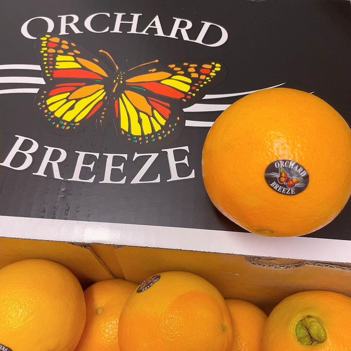 Orchard-Breeze-Local-Sweet-Oranges---3-Pieces -1