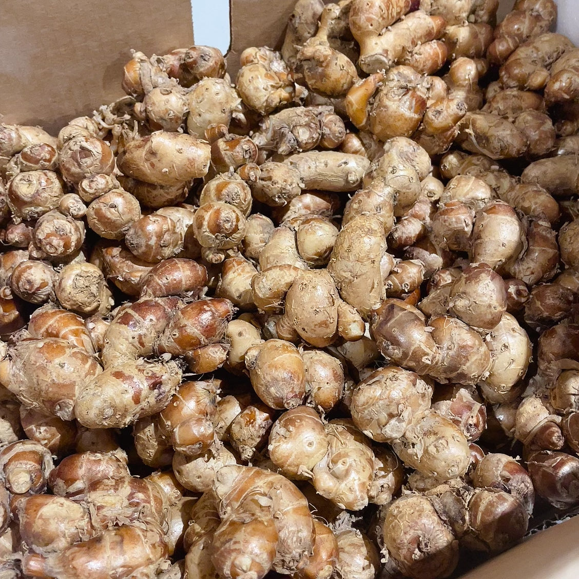 Fresh-Sand-Ginger---300g -1