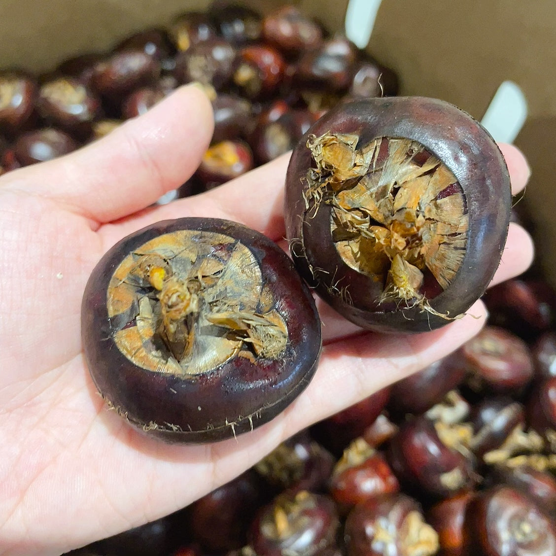 [Fresh]--Water-Chestnuts-Approximately-500g-1