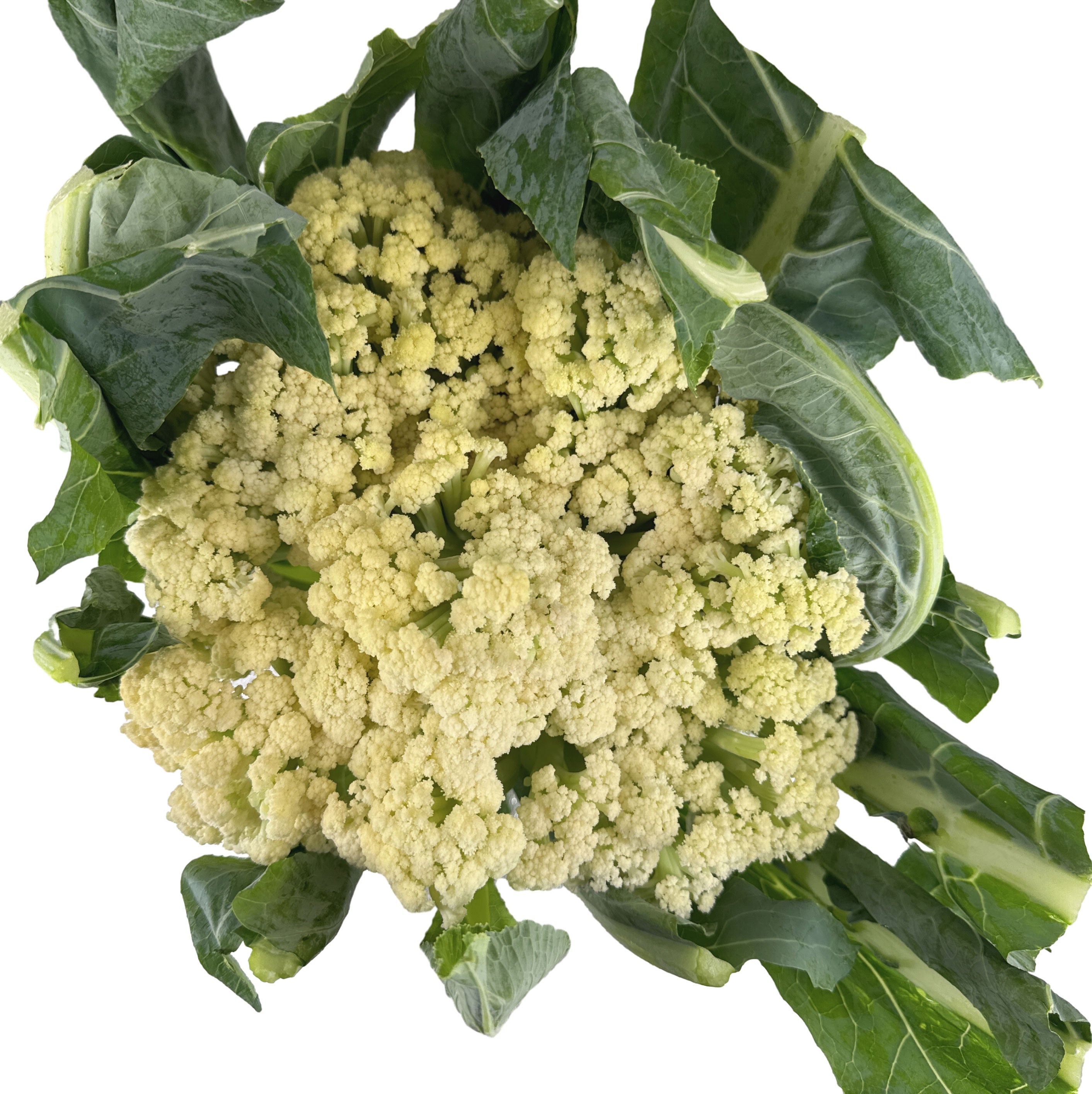 [Fresh]-Organic-Chinese-Cauliflower-with-Leaves,-Whole,-1.5kg+-1