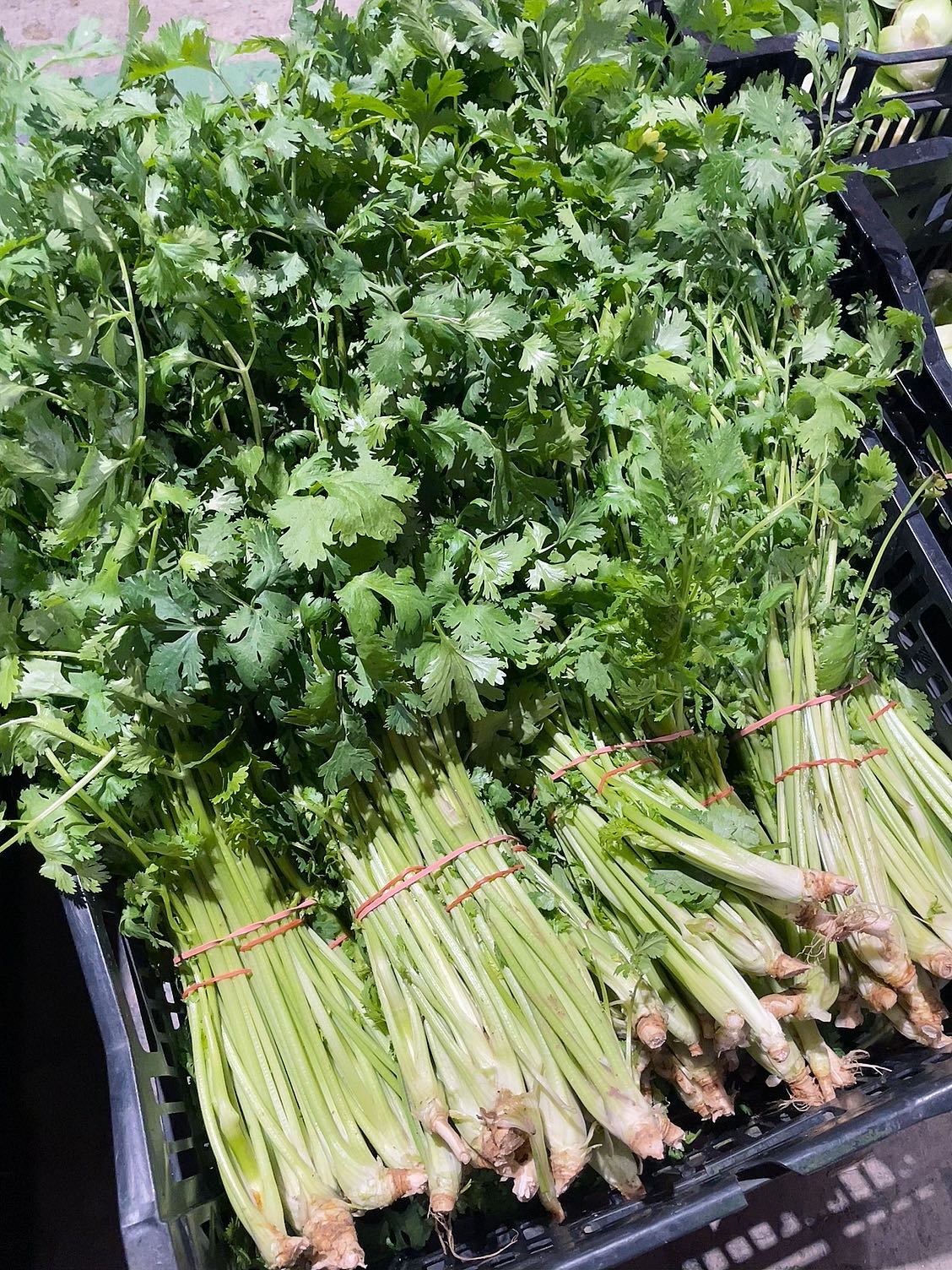 [Fresh]-Bunch-of-Coriander-1