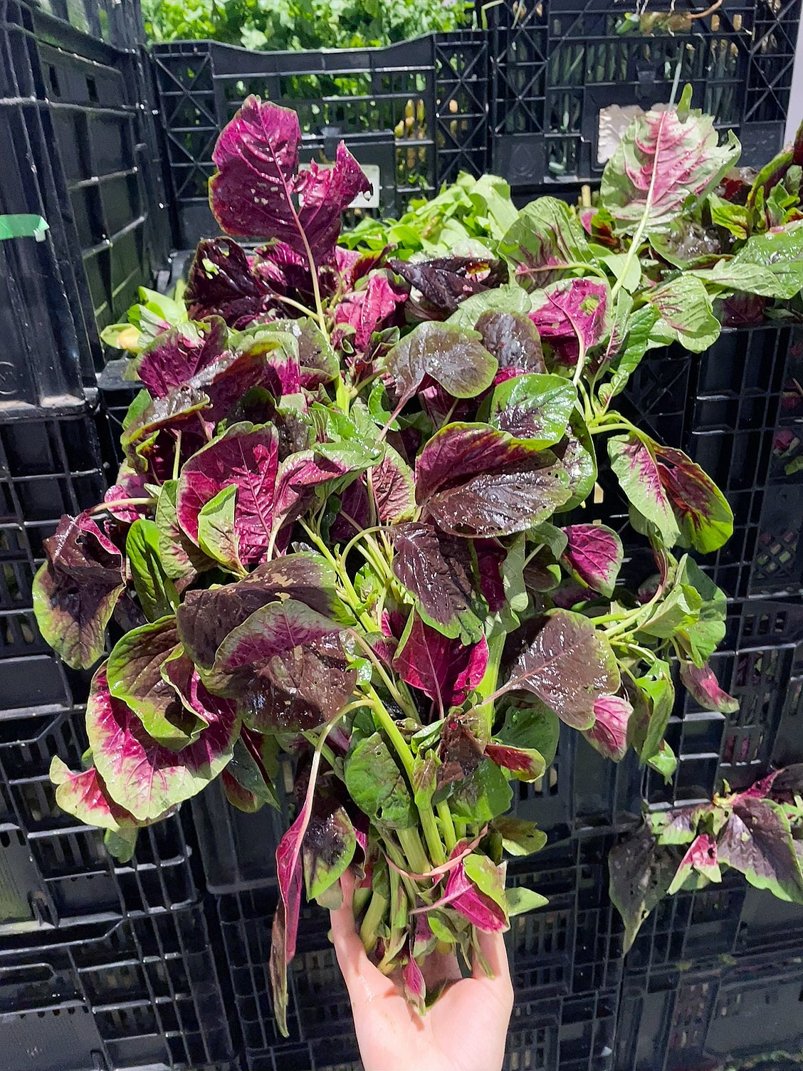 [Fresh]-Bundle-of-Red-Amaranth-Greens-1