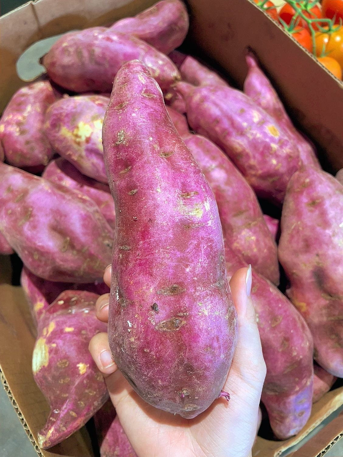 [Fresh]-Japanese-Purple-Chestnut-Potatoes-Approximately-1.2kg-1