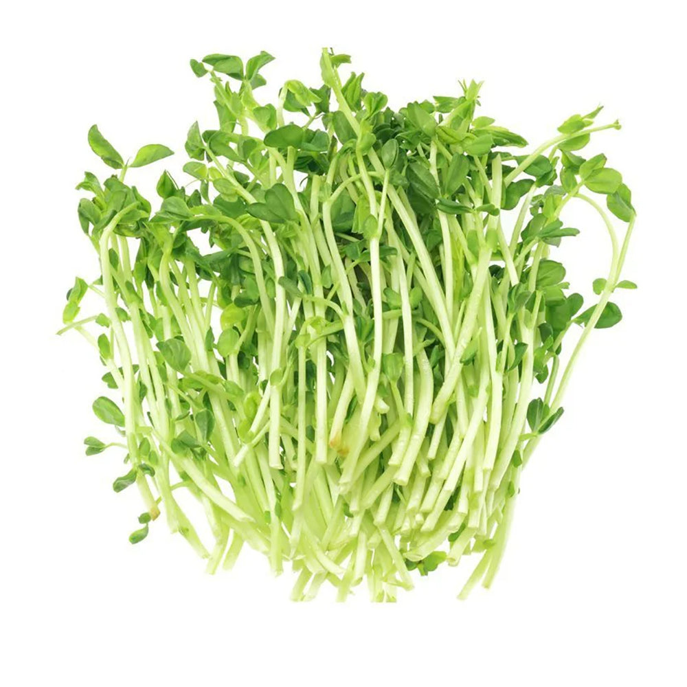 Fresh Snow Pea Sprouts - 160g