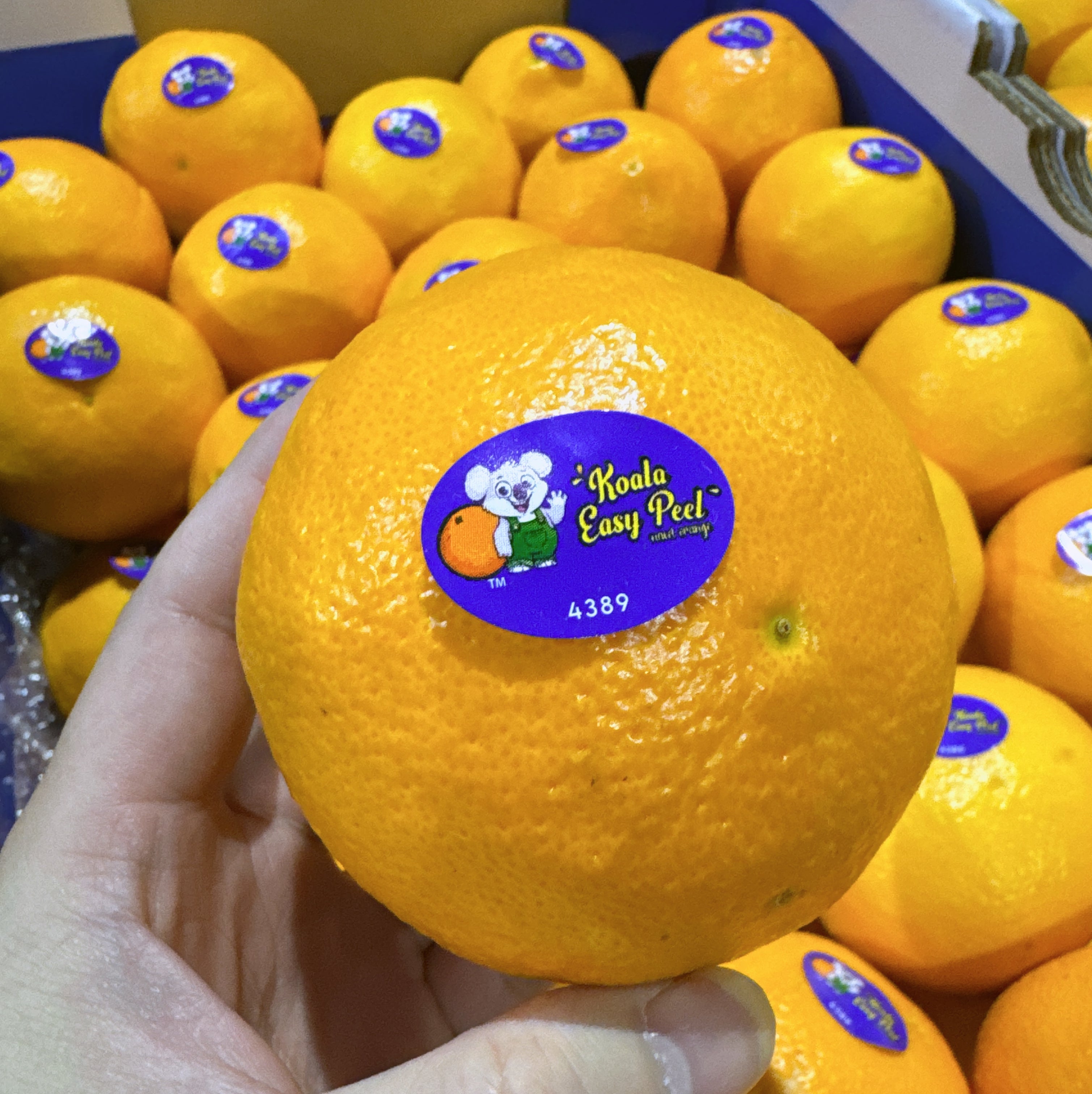 Koala-Easy-Peel-Oranges---1kg-1