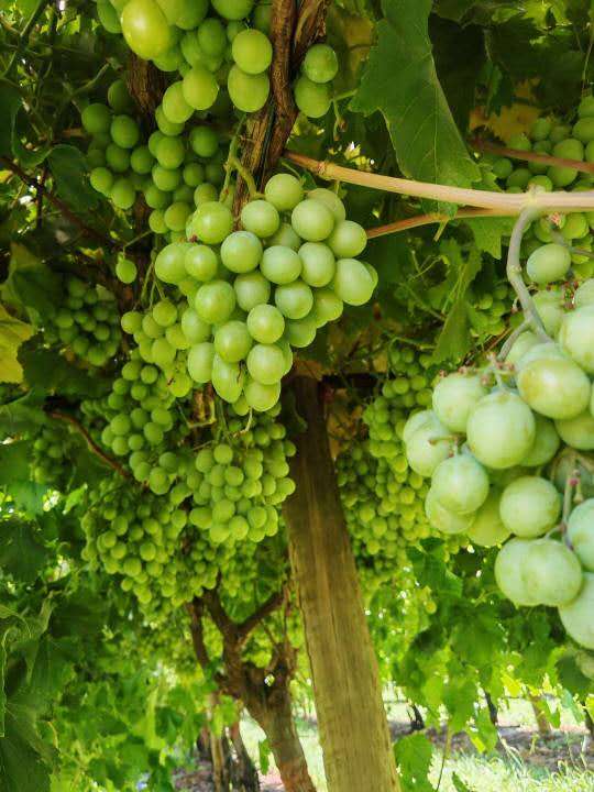 Local-Autumn-Crisp-Shine-Muscat-Grapes---Box-of-4.5kg-1